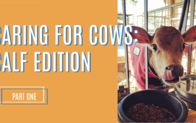 Caring for Cows: Calf Edition- Part 1