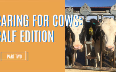 Caring for Cows: Calf Edition, Part 2- Group Housing
