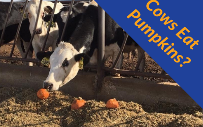 No Tricks Here! Cows Eat Pumpkins.