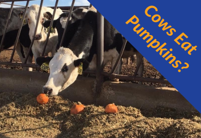 No Tricks Here! Cows Eat Pumpkins.