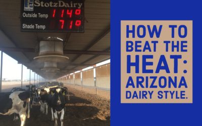 Arizona Cows Beat the Heat During the Summer