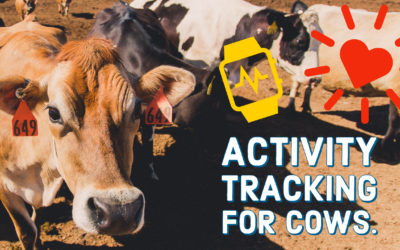 Activity Monitors Help Keep Our Cows Healthy
