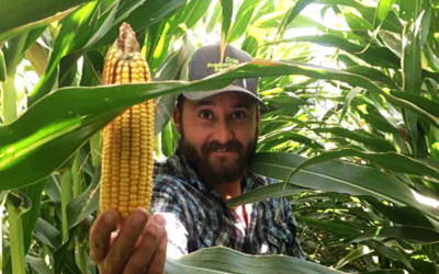All About Arizona Corn Harvest