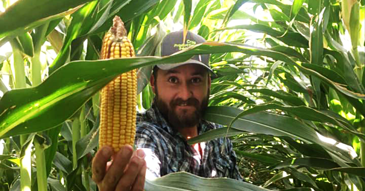 All About Arizona Corn Harvest - UDA