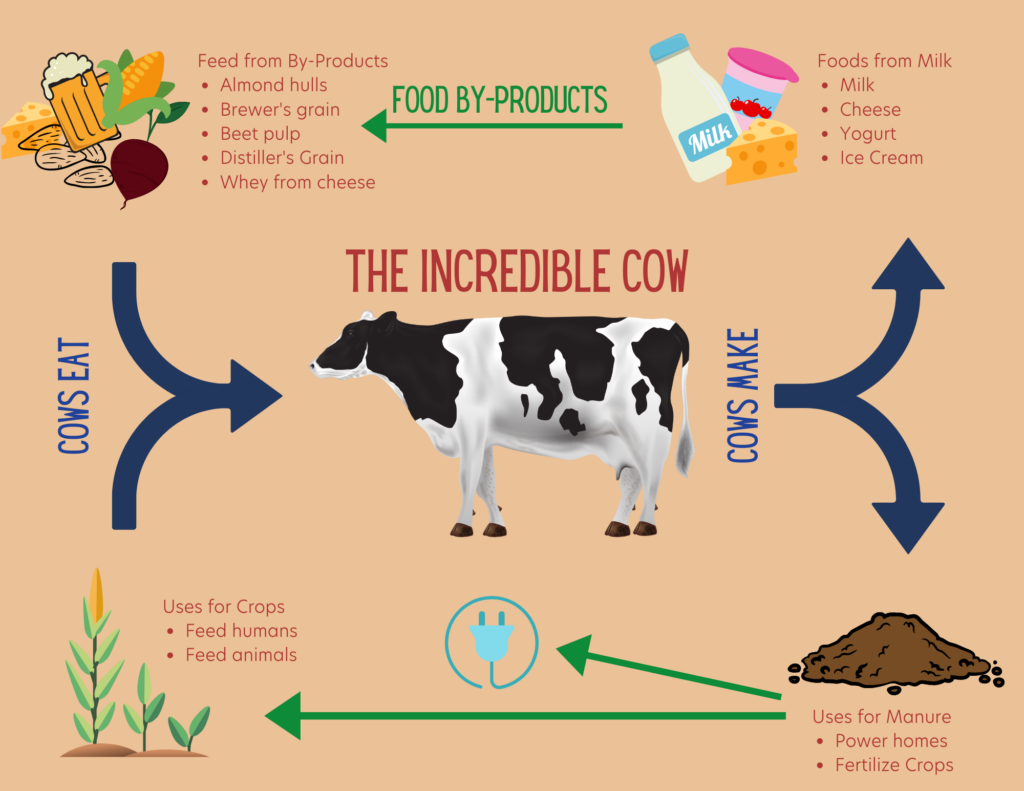 cow with by products