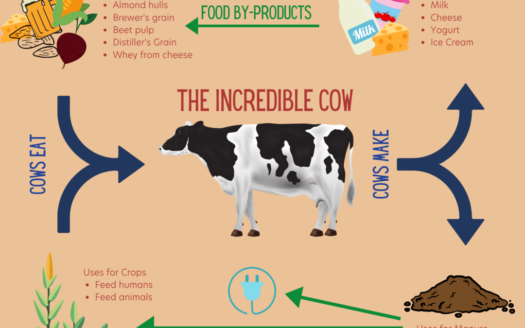The Incredible Cow